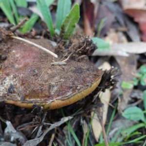 zz bolete at Hughes, ACT - 2 Apr 2020