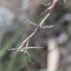 Cymbopogon refractus at Michelago, NSW - 29 Mar 2020