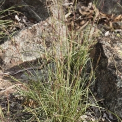 Cymbopogon refractus at Michelago, NSW - 29 Mar 2020