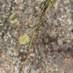 Cymbopogon refractus at Michelago, NSW - 29 Mar 2020