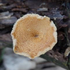 Lentinus arcularius (Fringed Polypore) at Hughes, ACT - 2 Apr 2020 by JackyF