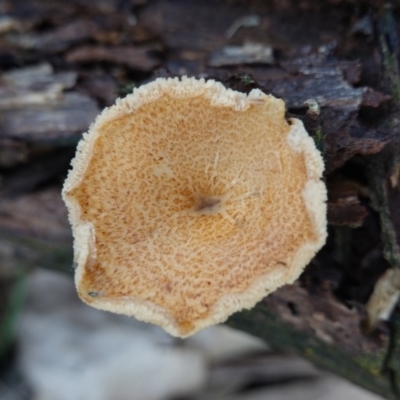 Lentinus arcularius (Fringed Polypore) at Hughes, ACT - 2 Apr 2020 by JackyF