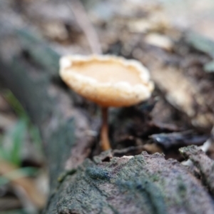 Lentinus arcularius at Hughes, ACT - 2 Apr 2020 05:38 PM