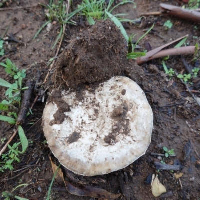 Unidentified Cap on a stem; gills below cap [mushrooms or mushroom-like] at Hughes, ACT - 2 Apr 2020 by JackyF