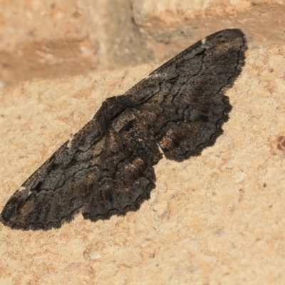 Pholodes sinistraria (Sinister or Frilled Bark Moth) at Higgins, ACT - 23 Mar 2020 by AlisonMilton