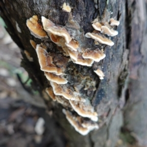 Trametes sp. at Red Hill, ACT - 2 Apr 2020