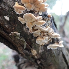 Trametes sp. at Red Hill, ACT - 2 Apr 2020