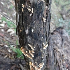 Trametes sp. at Red Hill, ACT - 2 Apr 2020