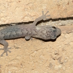 Christinus marmoratus at Higgins, ACT - 23 Mar 2020 06:35 PM