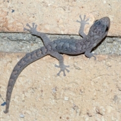 Christinus marmoratus at Higgins, ACT - 23 Mar 2020 06:35 PM