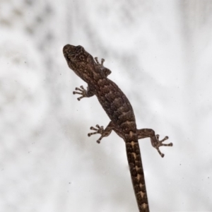 Christinus marmoratus at Higgins, ACT - 23 Mar 2020 06:35 PM