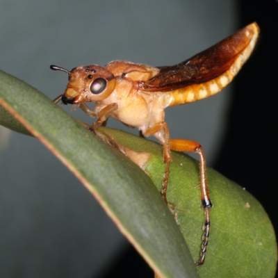 Pseudoperga sp. (genus) (Sawfly, Spitfire) at Ainslie, ACT - 2 Apr 2020 by jb2602