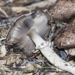 Unidentified Cap on a stem; gills below cap [mushrooms or mushroom-like] at Higgins, ACT - 25 Mar 2020 by AlisonMilton