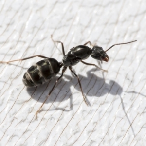 Iridomyrmex sp. (genus) at Higgins, ACT - 1 Apr 2020