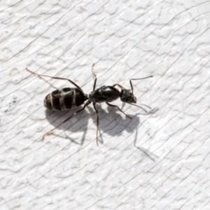 Iridomyrmex sp. (genus) at Higgins, ACT - 1 Apr 2020 11:43 AM