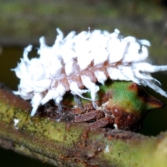 Cryptolaemus montrouzieri (Mealybug ladybird) at Bruce, ACT - 31 Mar 2020 by Harrisi