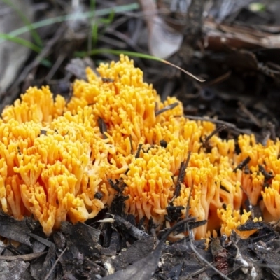 Ramaria sp. (genus) (A Coral fungus) at Penrose, NSW - 3 Apr 2020 by Aussiegall
