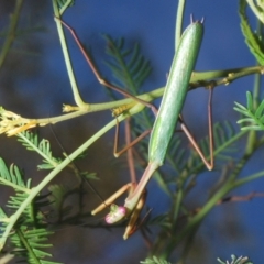 Pseudomantis albofimbriata (False garden mantis) at Bruce Ridge to Gossan Hill - 29 Mar 2020 by Harrisi