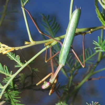 Pseudomantis albofimbriata (False garden mantis) at Bruce Ridge to Gossan Hill - 29 Mar 2020 by Harrisi