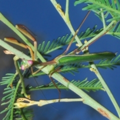 Pseudomantis albofimbriata at Bruce, ACT - 29 Mar 2020