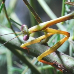 Pseudomantis albofimbriata at Bruce, ACT - 29 Mar 2020