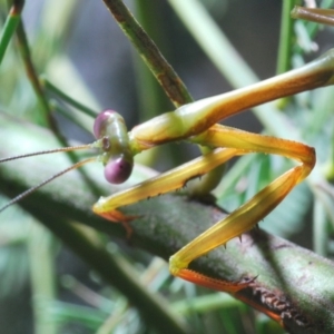 Pseudomantis albofimbriata at Bruce, ACT - 29 Mar 2020