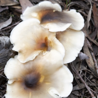 Omphalotus nidiformis (Ghost Fungus) at Penrose, NSW - 3 Apr 2020 by Aussiegall