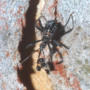 Reduviidae (family) at Bruce, ACT - 29 Mar 2020