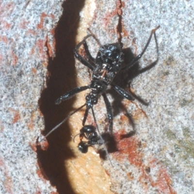 Reduviidae (family) (An assassin bug) at Bruce, ACT - 29 Mar 2020 by Harrisi