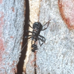 Reduviidae (family) at Bruce, ACT - 29 Mar 2020