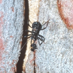 Reduviidae (family) at Bruce, ACT - 29 Mar 2020