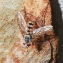 Prosena sp. (genus) (A bristle fly) at Bruce, ACT - 30 Mar 2020 by Harrisi