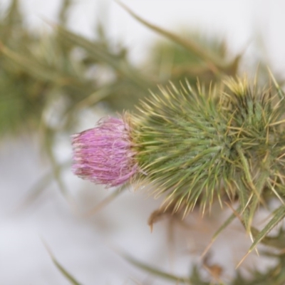 Cirsium vulgare (Spear Thistle) at Wamboin, NSW - 1 Feb 2020 by natureguy