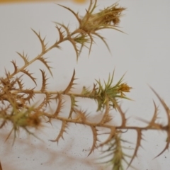 Carthamus lanatus at Wamboin, NSW - 1 Feb 2020