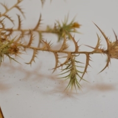 Carthamus lanatus at Wamboin, NSW - 1 Feb 2020