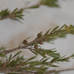 Kunzea ericoides at Wamboin, NSW - 1 Feb 2020