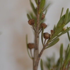 Kunzea ericoides at Wamboin, NSW - 1 Feb 2020