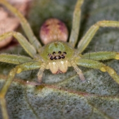 Sparassidae (family) (A Huntsman Spider) at Bruce, ACT - 1 Apr 2020 by Bron