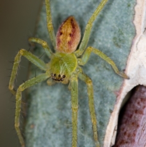 Sparassidae (family) at Bruce, ACT - 1 Apr 2020 03:00 AM