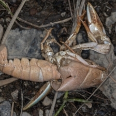 Cherax destructor (Common Yabby) at Bruce Ridge to Gossan Hill - 10 Feb 2019 by Bron