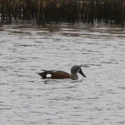 Spatula rhynchotis (Australasian Shoveler) at Michelago, NSW - 30 Mar 2020 by Illilanga