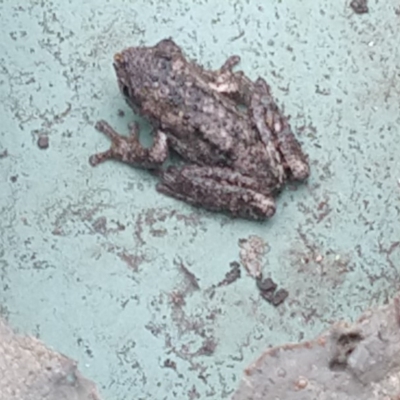 Litoria peronii (Peron's Tree Frog, Emerald Spotted Tree Frog) at Surf Beach, NSW - 28 Mar 2020 by LyndalT