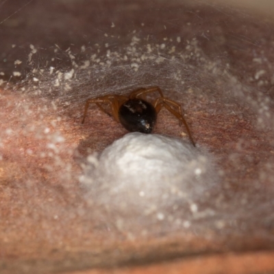 Euryopis umbilicata (Striped tick spider) at Bruce Ridge to Gossan Hill - 31 Mar 2020 by Bron