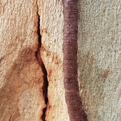 Pholodes sinistraria (Sinister or Frilled Bark Moth) at O'Connor, ACT - 4 Apr 2020 by trevorpreston