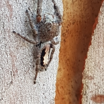 Sandalodes superbus (Ludicra Jumping Spider) at Bruce, ACT - 4 Apr 2020 by trevorpreston