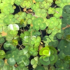 Marsilea mutica (Nardoo) at Candelo, NSW - 19 Mar 2020 by Vsery