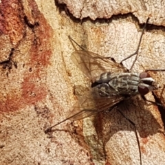 Senostoma sp. (genus) (A parasitoid tachinid fly) at Bruce, ACT - 4 Apr 2020 by tpreston