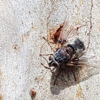 Prodiaphania sp. (genus) (A Tachinid fly) at Bruce, ACT - 4 Apr 2020 by tpreston