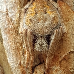 Hortophora sp. (genus) at Bruce, ACT - 4 Apr 2020