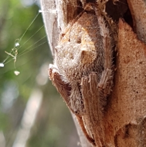 Hortophora sp. (genus) at Bruce, ACT - 4 Apr 2020